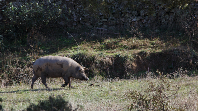 "Caña de Lomo de Cebo Ibérico: 50% Raza Ibérica - Pieza Selecta de 700 gr" - Imagen 2